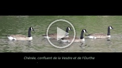 Ouis-tu ce que l'oie oit ?